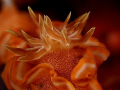   tail Chromodorididae  